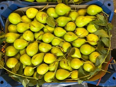 Akça Armut
