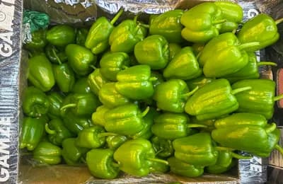 Gamze Dolma