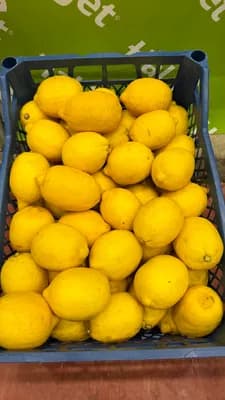 Lamas limon