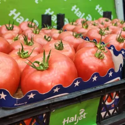 Pembe Domates
