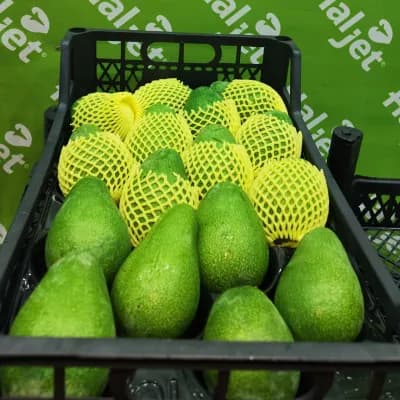Avokado Orta boy